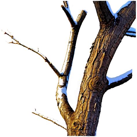 Download Dead Tree Branch Png 05252024