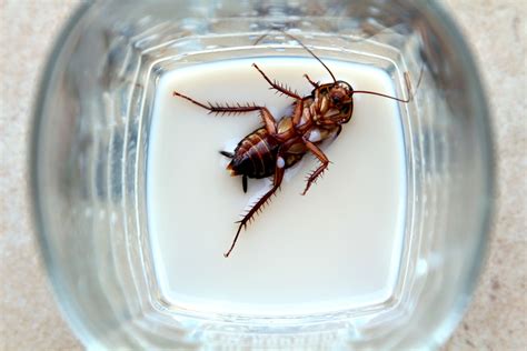 La Leche De Cucaracha Podría Ser Un Superalimento En El Futuro Ser