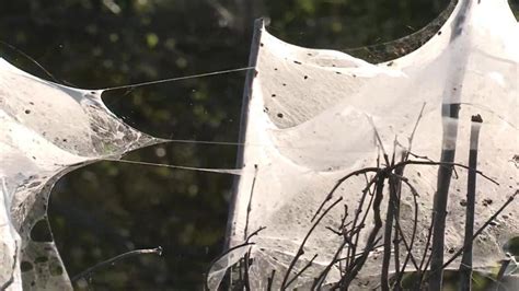 Australia: Spider webs cover trees as floods force spiders to relocate ...