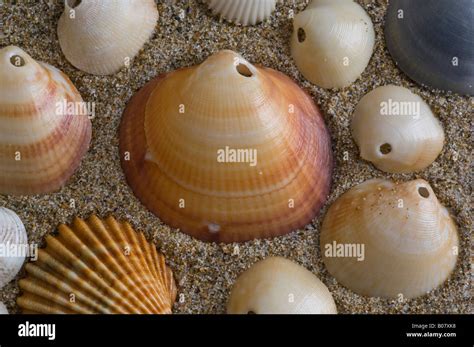 Lamellibranchia Hi Res Stock Photography And Images Alamy