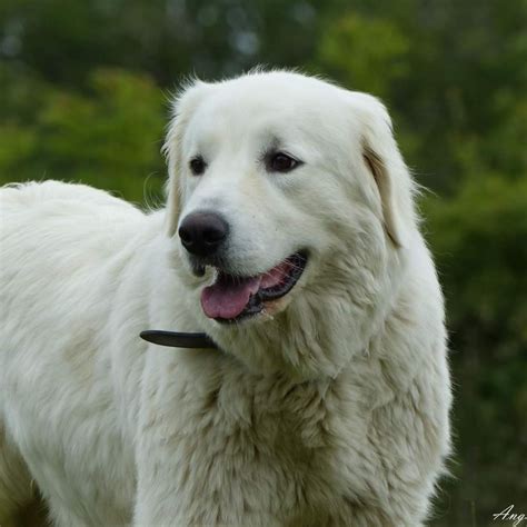 Chien Elevage Des Meneurs D Illawarra Eleveur De Chiens Berger De