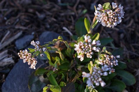 In Phytoremediation, Plants Extract Toxins from Soils - JSTOR Daily