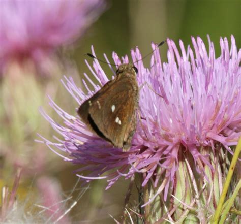 Twin Spot Skipper From Martin County Fl Usa On April At