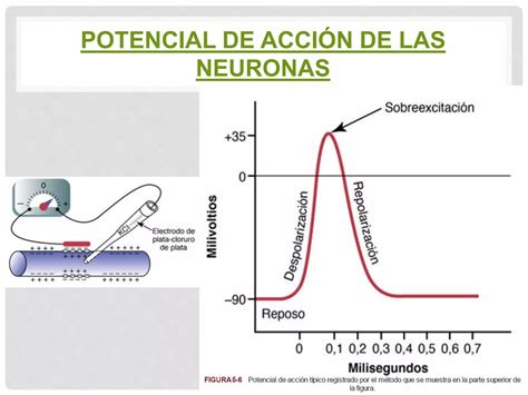 Potenciales De Membrana Y Potenciales De Accion Ppt