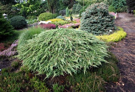 Можжевельник обыкновенный "Green Carpet" купить в питомнике растений ...