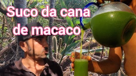 Cana de macaco benefícios para a saúde YouTube