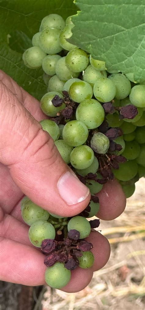 Organic Wineries Summer Hardships Wet Weather Impact — Vero