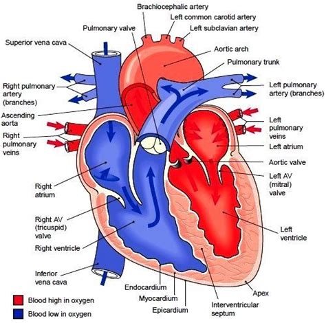 An Image Of The Human Heart Labeled In All Its Major Parts Including