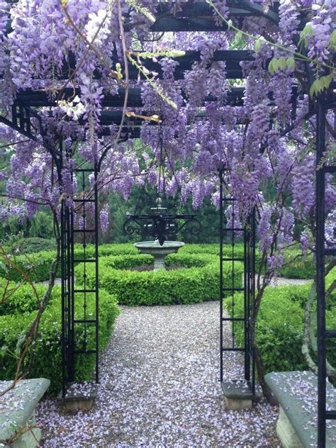 How To Grow Wisteria On A Pergola