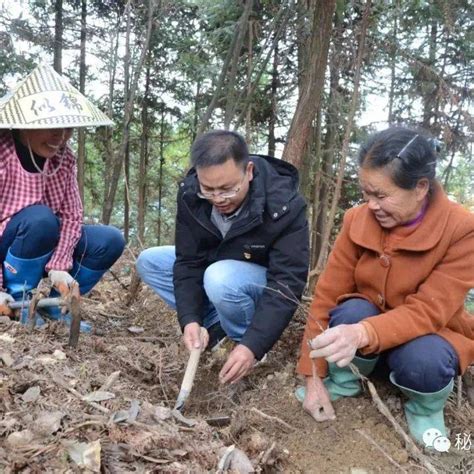 【时讯】剑河县岑松镇：林下中药材种植赋能乡村振兴岑村村里发展