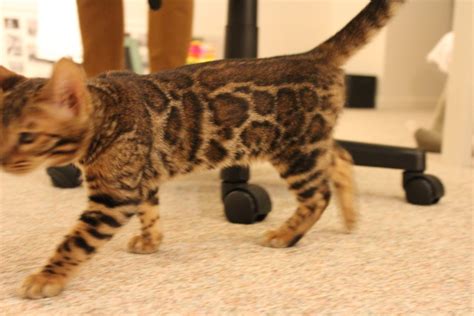 Bengal For Sale in Saint Joseph, MI (1) | Petzlover