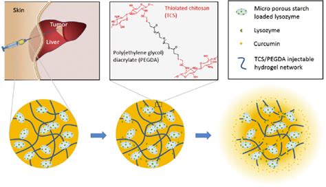 Frontiers Recent Advances Of Chitosan Based Injectable 56 OFF