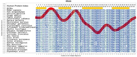 CCL11 Gene - GeneCards | CCL11 Protein | CCL11 Antibody