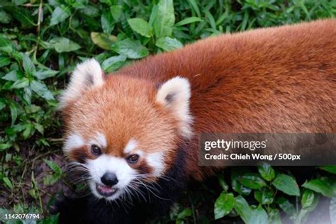 Red Panda Angry Photos and Premium High Res Pictures - Getty Images