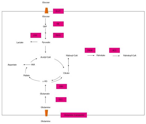 Targeting Metabolism In Breast Cancer How Far We Can Go