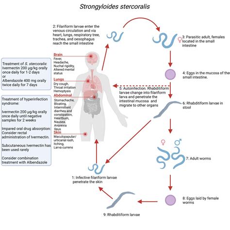 Strongyloides Stercoralis Hyperinfection Syndrome With Cerebral Involvement Bmj Case Reports