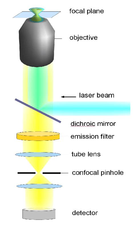 1 Basic Setup Of A Confocal Fluorescence Microscope Excitation Light Download Scientific