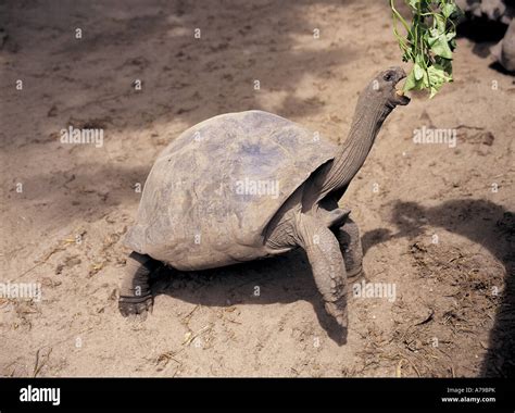 Giant Tortoise At La Digue Veuve Reserve Seychelles Stock Photo Alamy