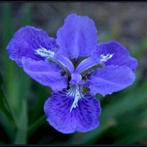 Wild Blue Iris Blue Flag Iris Iris Missouriensis 25 Seeds Etsy