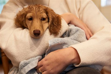 Der Online Kauf Von Hunden Birgt Hohe Risiken VIER PFOTEN In Der