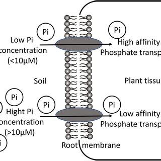 Schematic Representation Of Sulfate Transport In Plant Roots