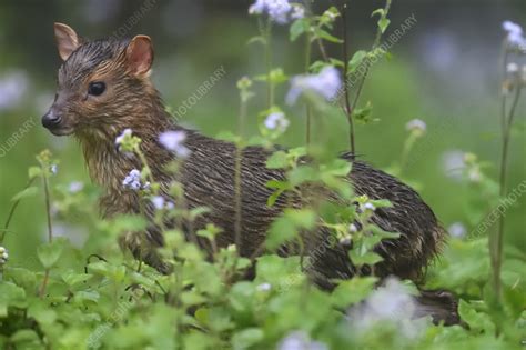 Taiwan muntjac baby - Stock Image - C055/7772 - Science Photo Library