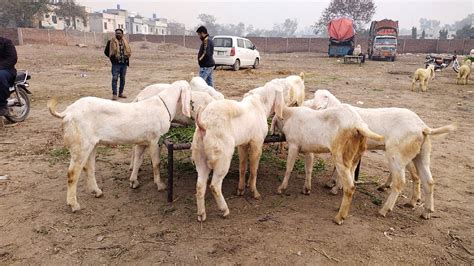 Makhi Chena Rajanpuri Desi Bakre Qurbani 2022 Turkey Dumbe Desi Chatre