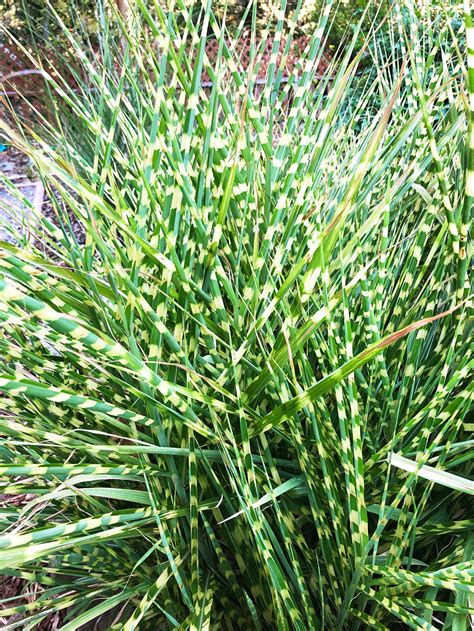 Zebra Grass - 3 bareroot plants – BloomingBulb