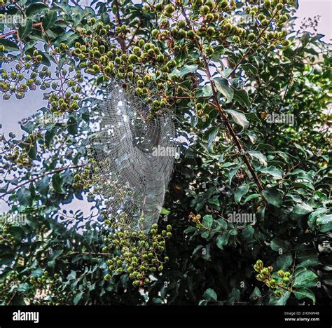 Round Spider Web Stock Photo Alamy