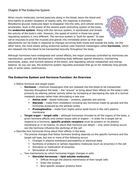 Chapter 9 The Endocrine System Docx