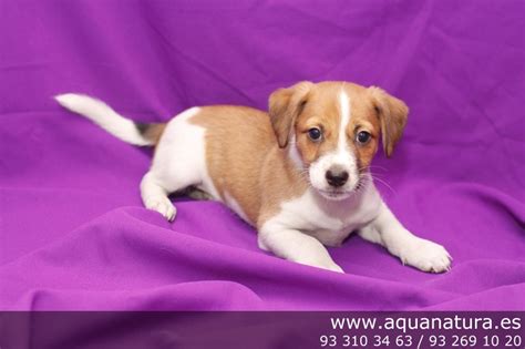 Vendido Jack Russel Blancomarr N Macho Aquanatura