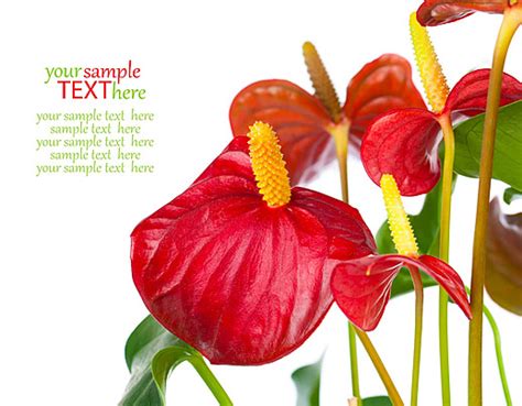 Red Anthurium Flower Isolated On White Background White Flamingo Flower