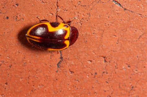 Premium Photo Ladybug Beautiful Details Of A Black And Yellow Ladybug