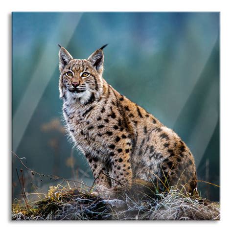 Brayden Studio Glasbild Europäischer Luchs auf Wiese Wayfair de