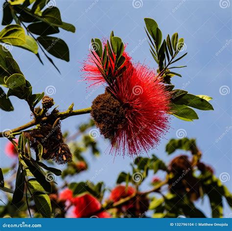 Red Powder Puff Tree Flower Calliandra Haematocephala Stock Photo