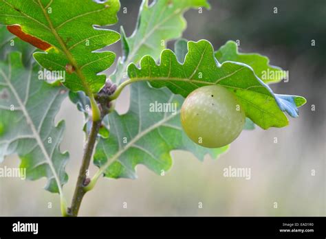 Gall of the Oak Gall Wasp (Cynips quercusfolii) on an Oak (Quercus ...