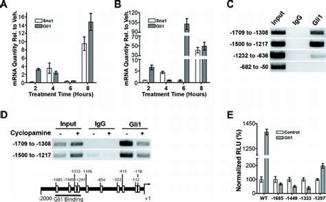 Shh Pathway Activation Induces Sna In Human Medulloblastoma Cells