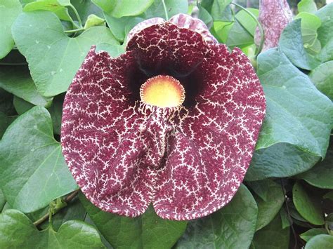 Aristolochia