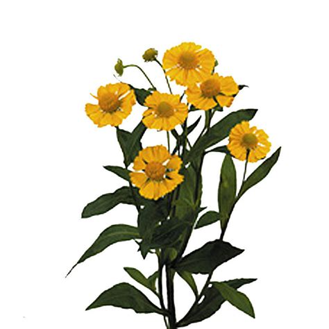 Helinium Kanaria Wholesale Cut Flowers Direct