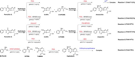 Frontiers Strategies To Improve The Biosynthesis Of β Lactam