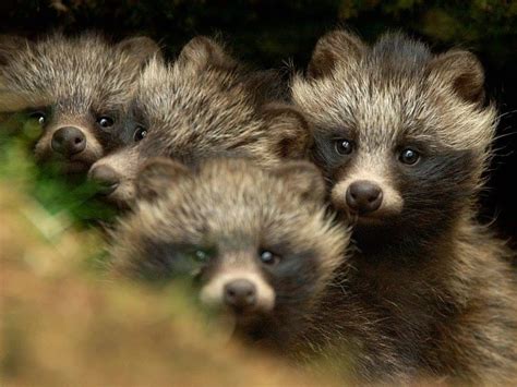 Tanuki Puppies