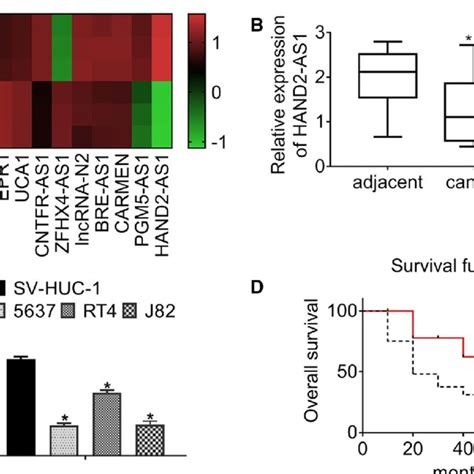 The Overexpression Of Lncrna Hand As Inhibits Cell Proliferation By