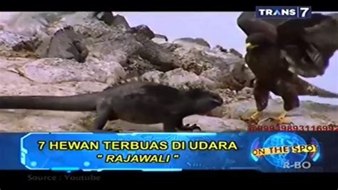 On The Spot Trans Terbaru Hewan Terbuas Di Udara Youtube