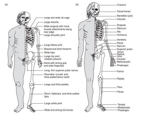 Homo Neanderthalensis Vs Homo Sapiens