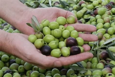 Top 10 Types Of Olives Listing Best