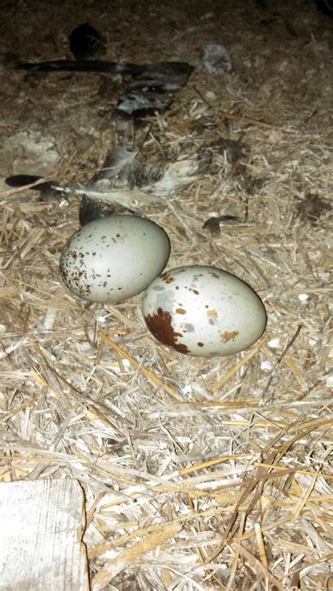 Black Vulture Eggs At Cincinnati Nature Center