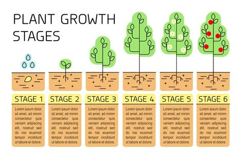 Oak Tree Growth Stages