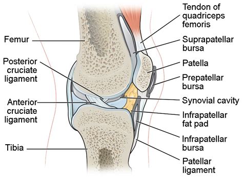 125 Synovial Joints Biology Libretexts