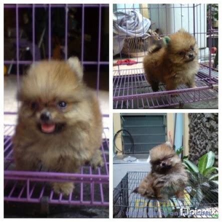 Dunia Anjing | Jual Anjing Pomeranian - 2 Ekor Super Mini Pom Jtn Pesek ...