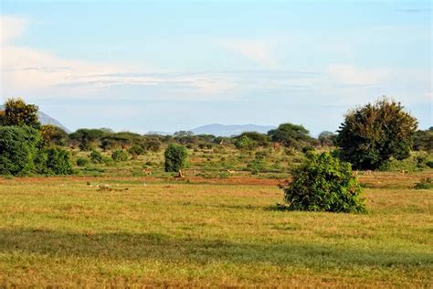 The african grassland Stock Photos, Royalty Free The african grassland ...